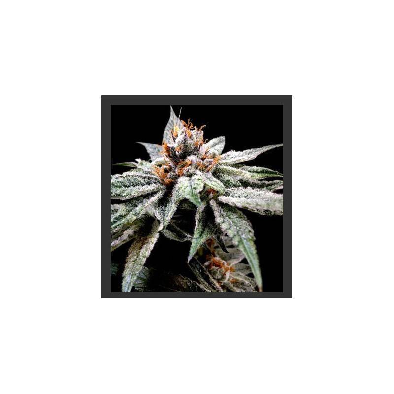 legend