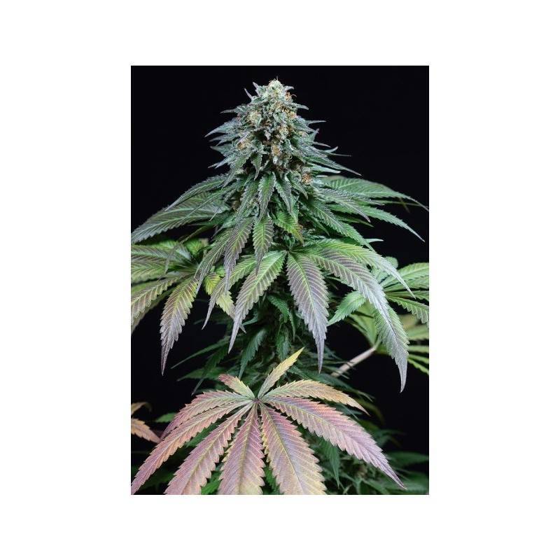 legend