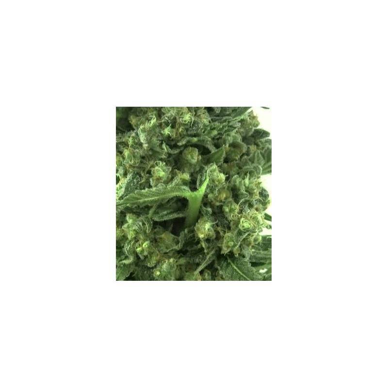 AUTO CRITICAL 2.0 AUTO CRITICAL 2.0
