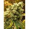 legend