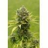 DINAMED CBD PLUS