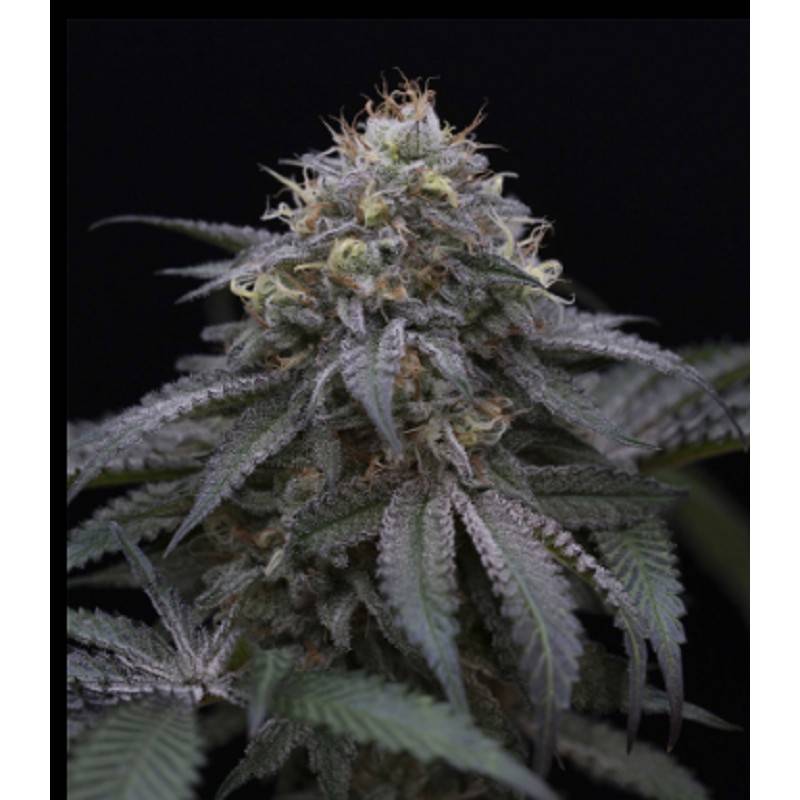 SUGAR BREATH · Humboldt Seeds Organization · graines de cannabis  · Fem