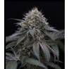 SUGAR BREATH · Humboldt Seeds Organization · graines de cannabis  · Fem