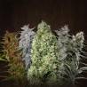 Female Mix · Advanced Seeds · graines de cannabis · Fem