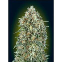 Sementes Auto Gelatto 33 | Advanced Seeds | Gelado Automático