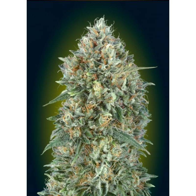 Auto Gelatto 33 Samen | Advanced Seeds | Automatisches Eis