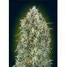 Sementes Auto Gelatto 33 | Advanced Seeds | Gelado Automático