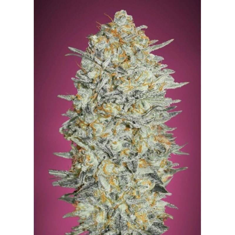 Gelato 33 : Le Profil de Saveur Iconique et l'Effet Puissant | Advanced Seeds