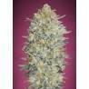 Gelato 33 : Le Profil de Saveur Iconique et l'Effet Puissant | Advanced Seeds