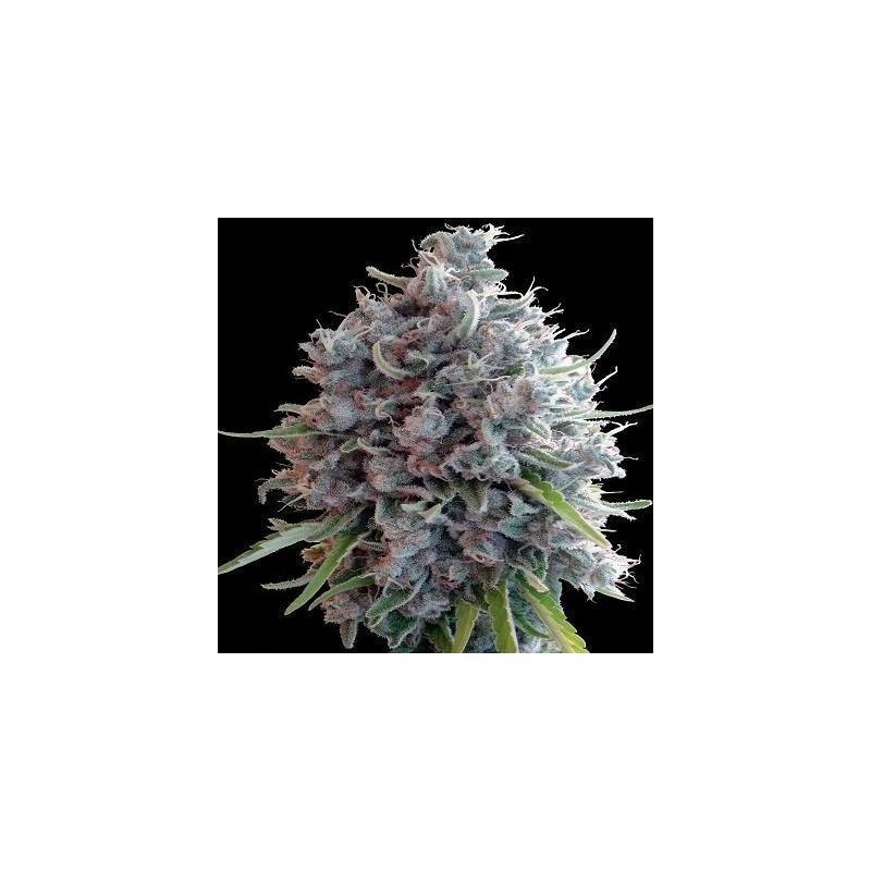 Killer A5 Haze · Ace Seeds · graines de cannabis  · Fem