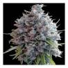 Killer A5 Haze · Ace Seeds · sementes de maconha  · Fem