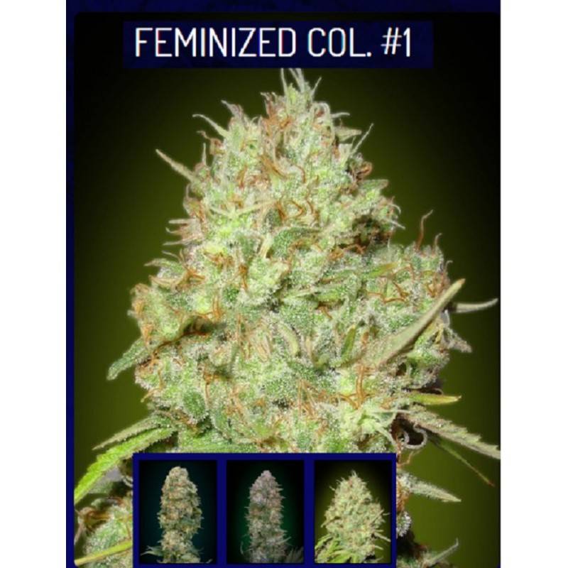 Feminized Col 1 · Advanced Seeds · graines de cannabis · Fem