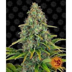 AUTO BLUE CHEESE