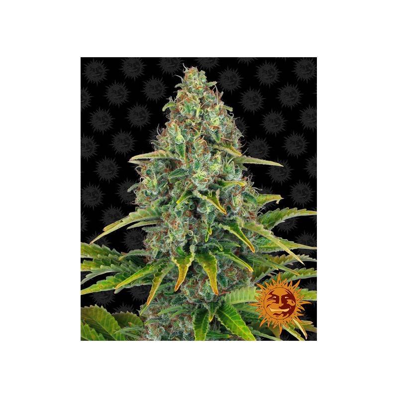 BLUEBERRY CHEESE AUTO | Barneys Farm | Cannabis Samen | AutoFem