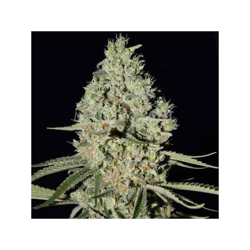 CRITICAL WIDOW CRITICAL WIDOW