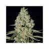 CRITICAL WIDOW