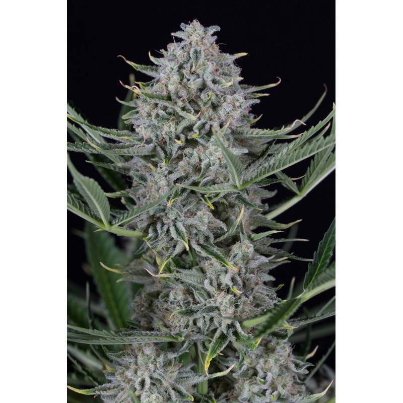 COOKIES AUTOFLOWERING