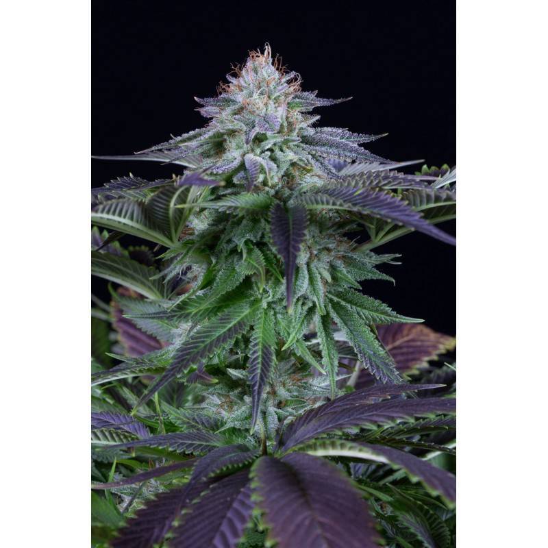 DINAMED KUSH CBD AUTO