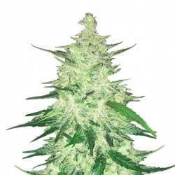 CBD Auto 1:1 (CBD Crack) · FastBuds Seeds · kaufen cannabis samen · AutoFem