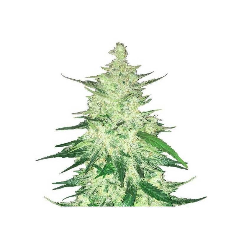 CBD Auto 1:1 (CBD Crack) · FastBuds Seeds · graines de cannabis · AutoFem