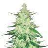 CBD Auto 1:1 (CBD Crack) · FastBuds Seeds · kenevir tohum · Disi · AutoFem