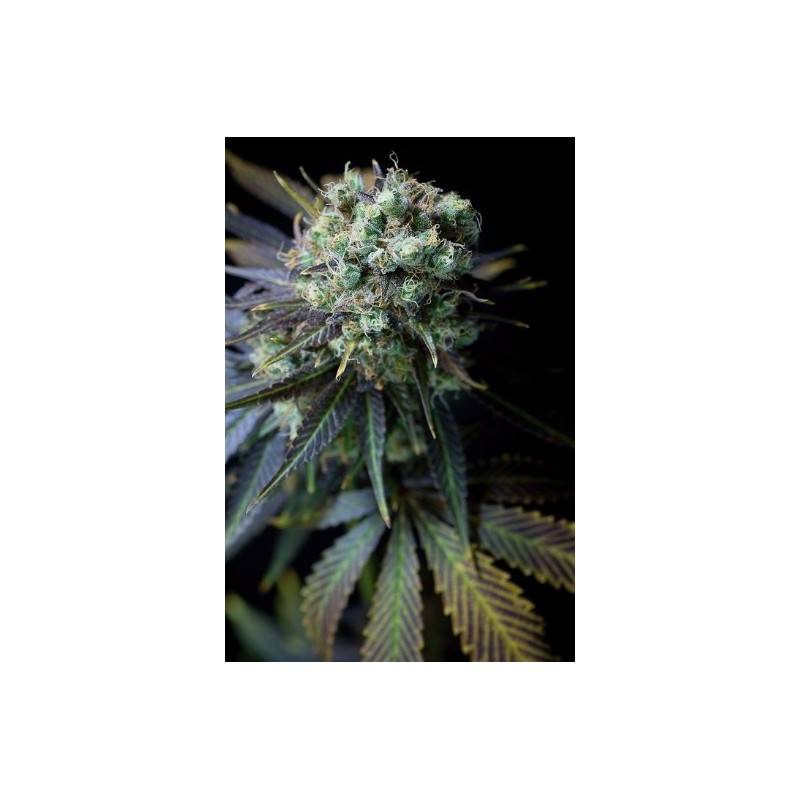 CRITICAL +  AUTO · Dinafem · graines de cannabis · AutoFem