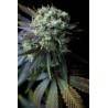 CRITICAL +  AUTO · Dinafem · kaufen cannabis samen  · AutoFem