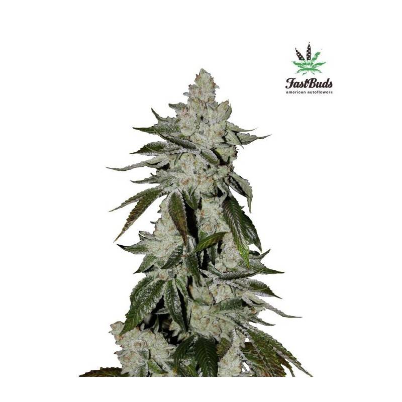 Girl Scout Cookies Auto