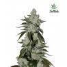 Girl Scout Cookies Auto
