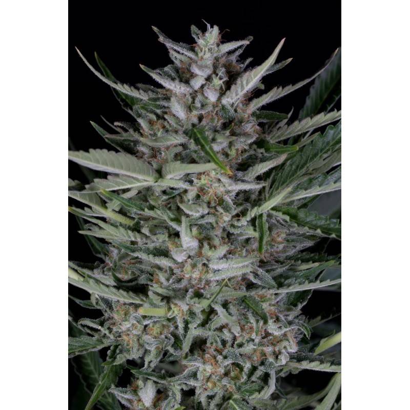 Gorilla Auto · Dinafem · graines de cannabis · AutoFem
