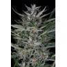 Gorilla Auto · Dinafem · graines de cannabis · AutoFem