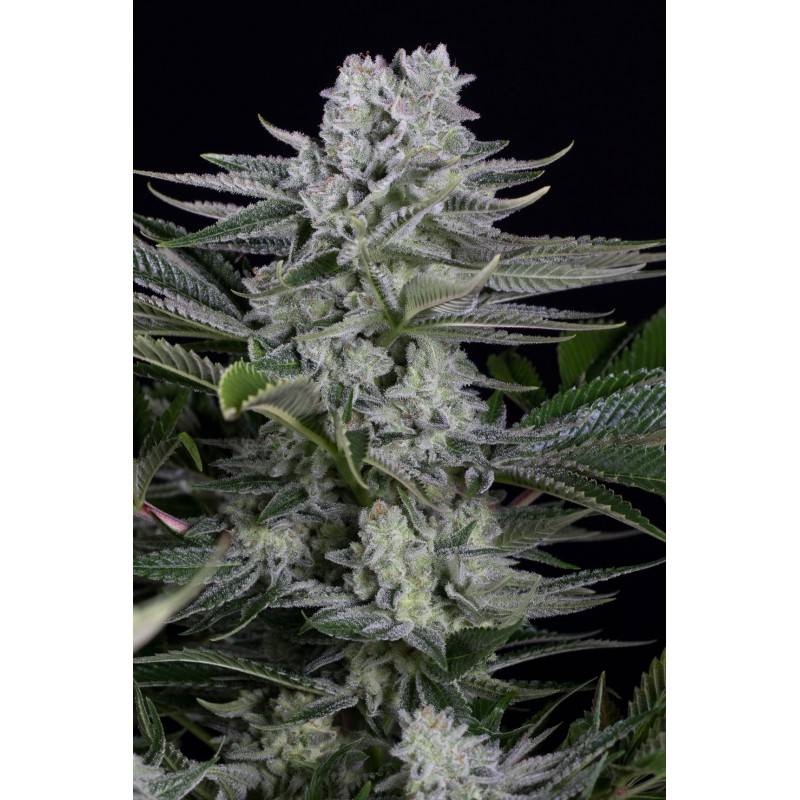 Gorilla CBD · Dinafem · cannabis samen  · kaufen  Fem