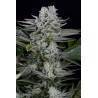 Gorilla CBD · Dinafem · cannabis samen  · kaufen  Fem