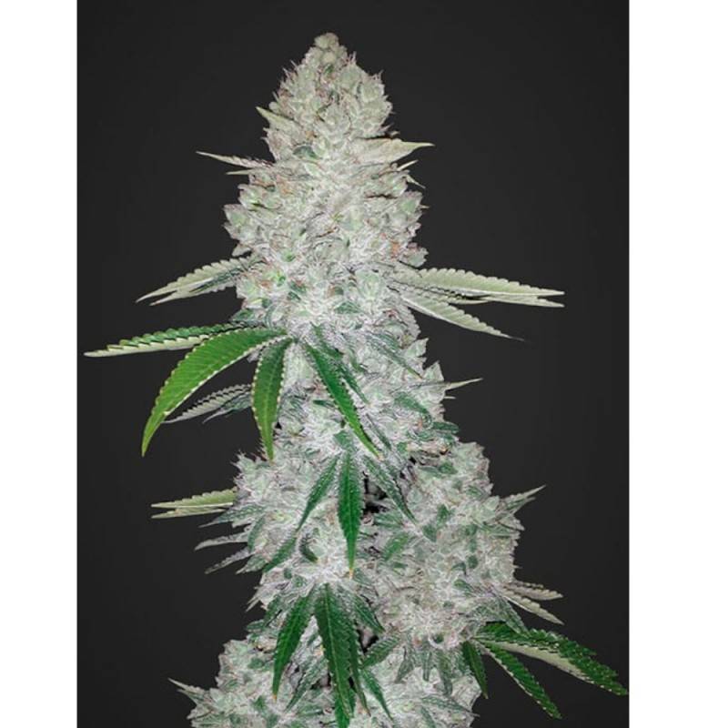 GORILLA GLUE AUTO · Dr Green Seeds · bulk cannabis samen · AutoFem