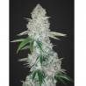 GORILLA GLUE AUTO · Dr Green Seeds · bulk cannabis samen · AutoFem