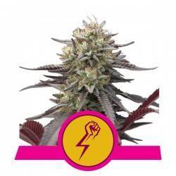 GREEN CRACK PUNCH · Royal Queen Seeds · kenevir tohum · Disi · Fem