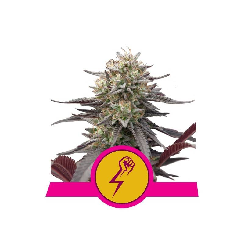 GREEN CRACK PUNCH · Royal Queen Seeds · sementes de maconha · Fem