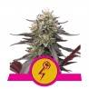 GREEN CRACK PUNCH · Royal Queen Seeds · kaufen cannabis samen · Fem
