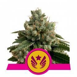 LEGENDARY OG PUNCH · Royal Queen Seeds · sementes de maconha · Fem