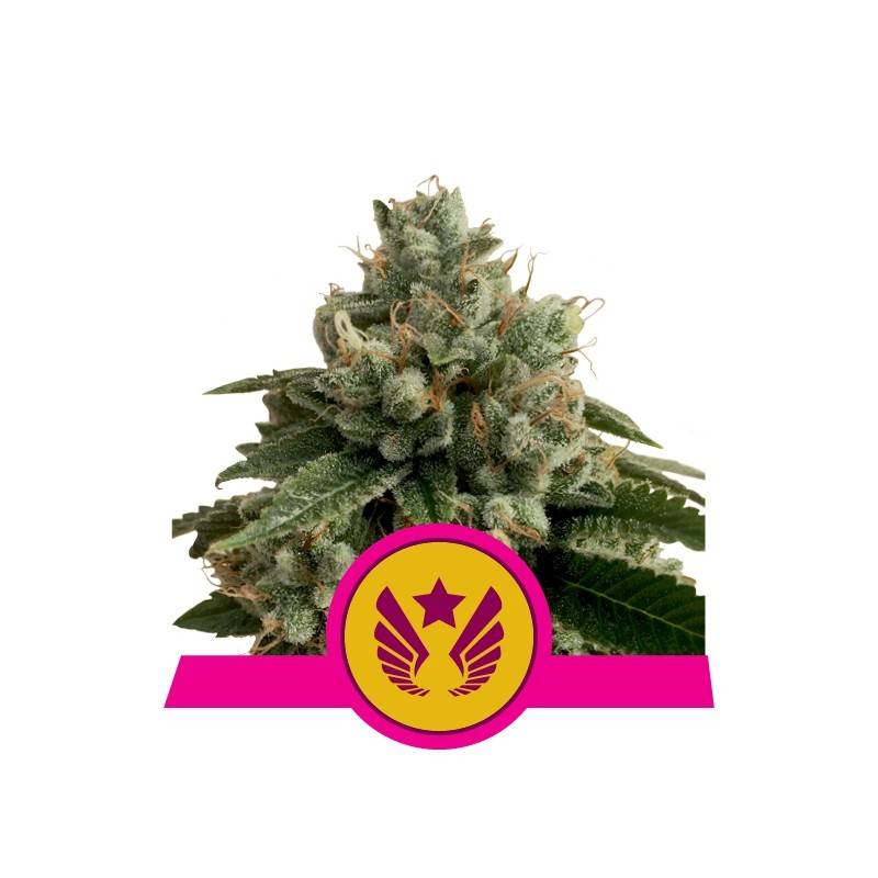 LEGENDARY OG PUNCH  · Royal Queen Seeds · cannabis seeds · Fem