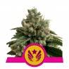 LEGENDARY OG PUNCH  · Royal Queen Seeds · kenevir tohum · Disi · Fem