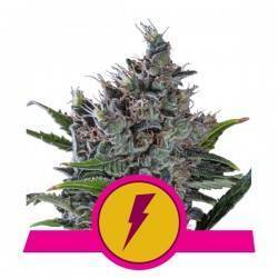 NORTH THUNDERFUCK  · Royal Queen Seeds · graines de cannabis · Fem