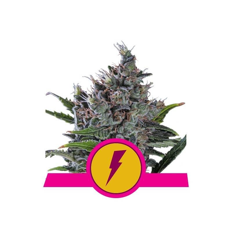 NORTH THUNDERFUCK · Royal Queen Seeds · kaufen cannabis samen · Fem