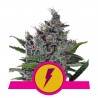 NORTH THUNDERFUCK · Royal Queen Seeds · sementes de maconha · Fem