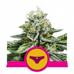 SHERBET QUEEN · Royal Queen Seeds · kenevir tohum · Disi · Fem