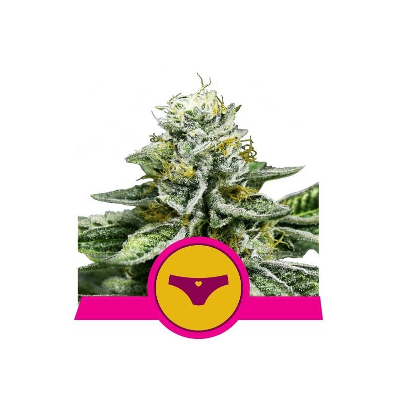 SHERBET QUEEN · Royal Queen Seeds · graines de cannabis · Fem
