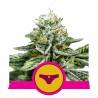 SHERBET QUEEN · Royal Queen Seeds · kenevir tohum · Disi · Fem