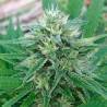 PANAMA X BANGI HAZE · Ace Seeds · sementes de maconha  · Fem