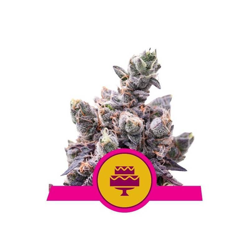 WEDDING GELATO  · Royal Queen Seeds · graines de cannabis · Fem