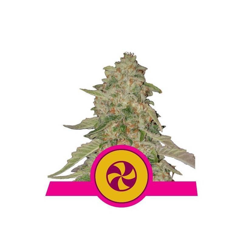 SWEET ZZ · Royal Queen Seeds · sementes de maconha · Fem